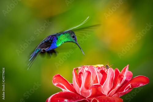 Crowned Woodnymph hummingbird in flight