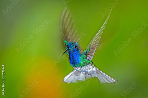 White-necked jacobin hummingbird in flight © Wim