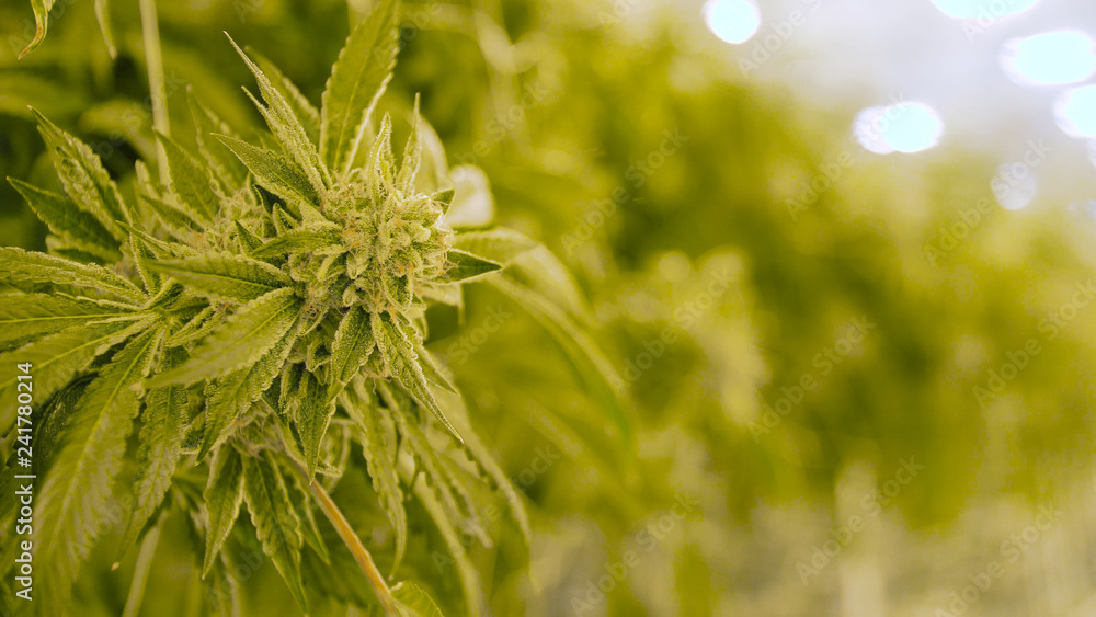 Large Cannabis Plant Bud Shallow Depth of Field Farm Background Commercial Grow Room For Recreational Marijuana Grow Large Cannabis Plant Bud Shallow Depth of Field Farm Background Commercial Grow Room For Recreational Marijuana Grow