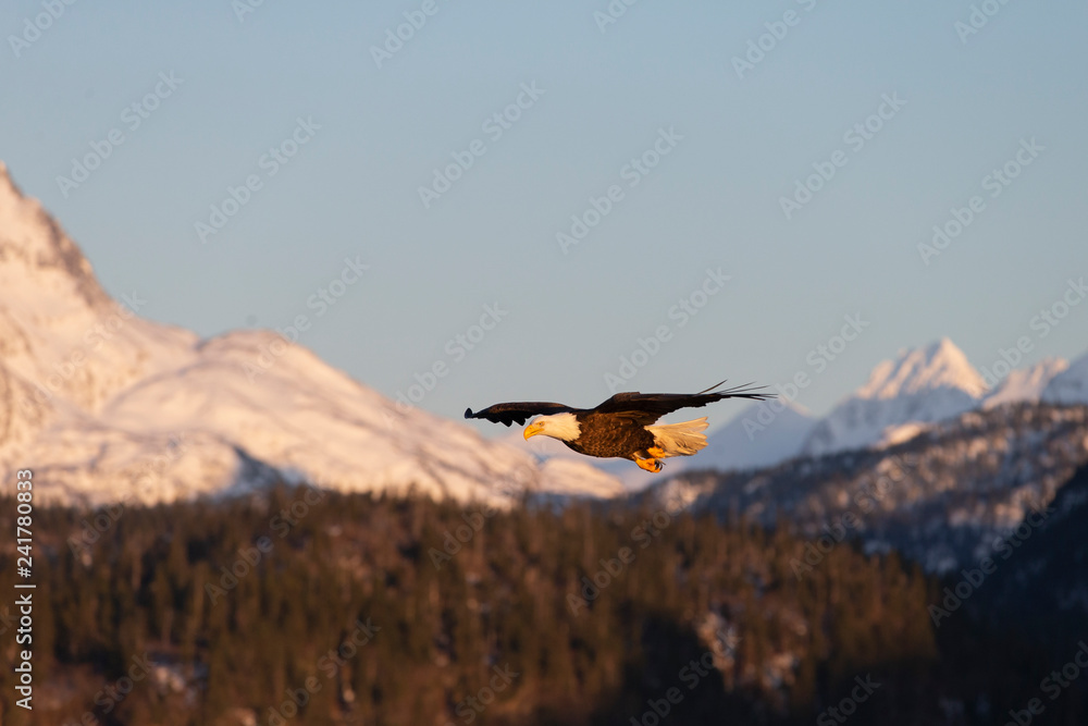 American Bald Eagle in Homer Alaska, USA