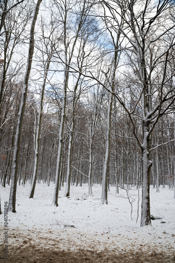 Fototapeta premium beautiful snowy landscape