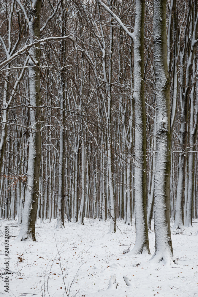 Fototapeta premium beautiful snowy landscape