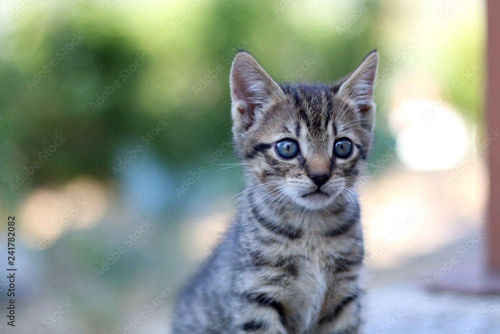 Tiny brown tabby kitten sitting and playing in the garden. Selective focus. 