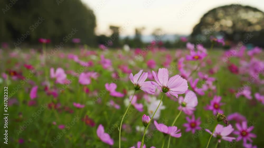 panning shot of cosmos flower in field with sunset panning shot of cosmos flower in field with sunset