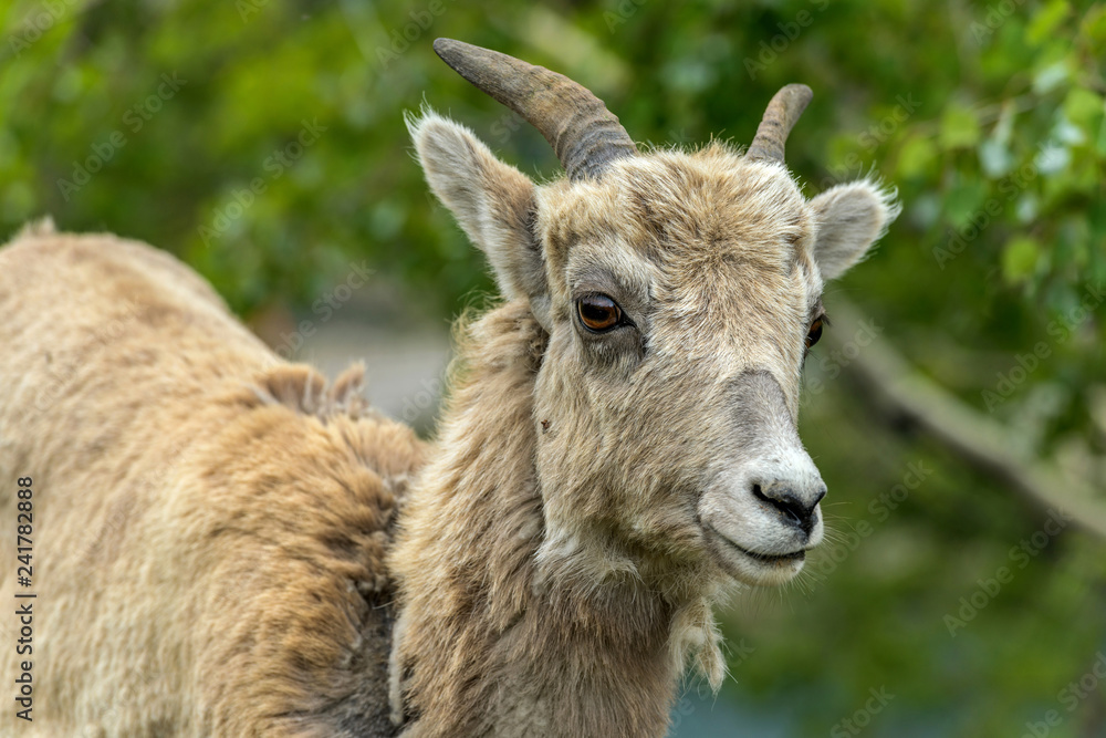 Female Bighorn Sheep - A front headshot of a female Rocky Mountain Bighorn Sheep standing at side of Two Jack Lake, Banff National Park, Alberta, Canada.