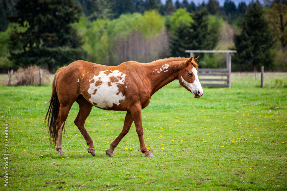 Obraz premium Overo patterned horse walking in pasture in the spring with brown and white coloring