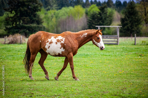 Overo patterned horse walking in pasture in the spring with brown and white coloring © paulacobleigh