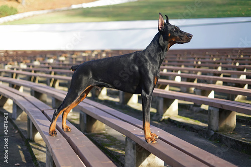 Black and tan Doberman dog with cropped ears and a docked tail standing in the park on a brown wooden bench in autumn