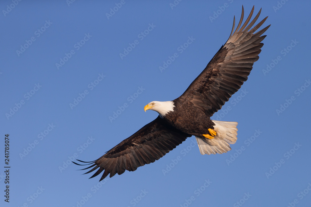 Naklejka premium American Bald Eagle in Homer Alaska, USA