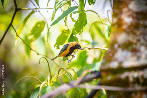 Burnished-buff tanager (Tangara Cayana) AKA Saira Amarela bird standing on a tree in Brazil's countryside. photo