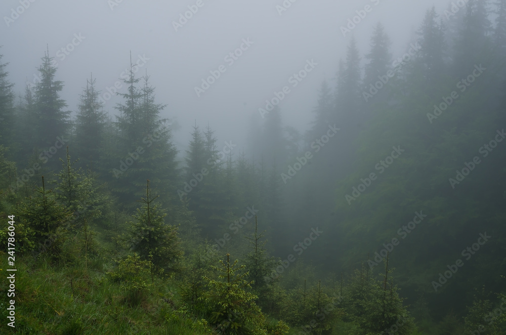 Mountain forest with stones. Mountain road in the forest. Carpathian forest in the mountains. Journey through the Carpathian forests. Beautiful mountain landscape. 
