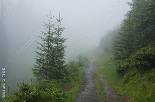 Mountain forest with stones. Mountain road in the forest. Carpathian forest in the mountains. Journey through the Carpathian forests. Beautiful mountain landscape. 
