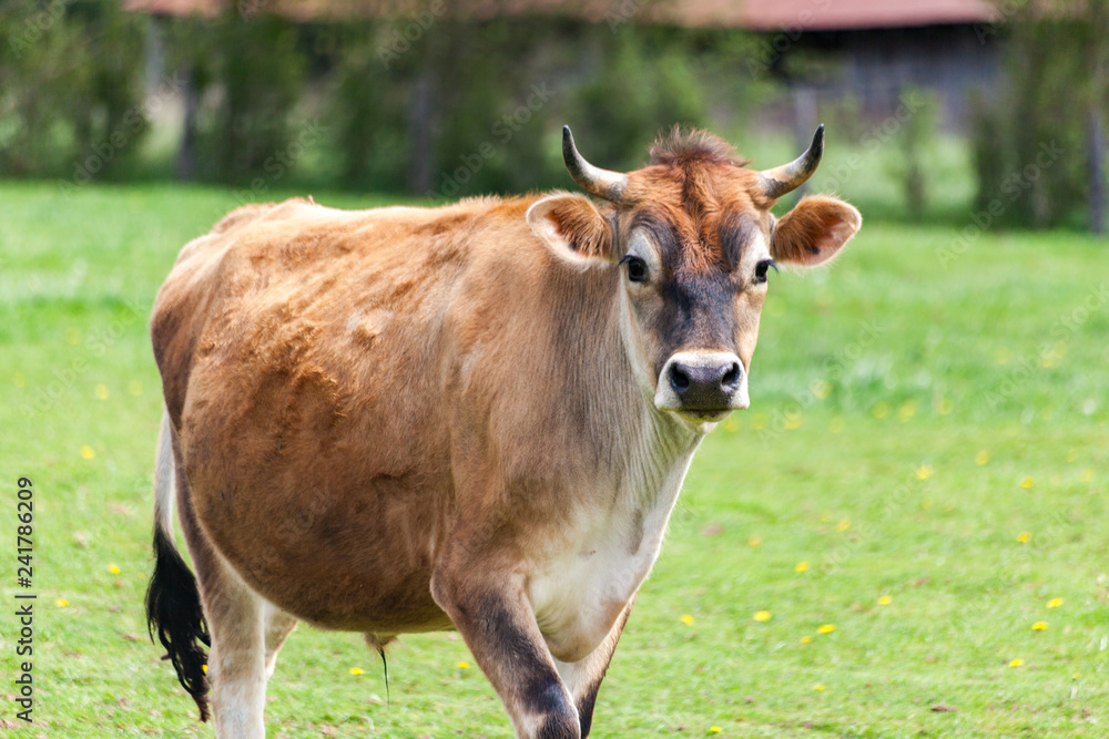Healthy young Brown Swiss bull in a pasture Healthy young Brown Swiss bull in a pasture