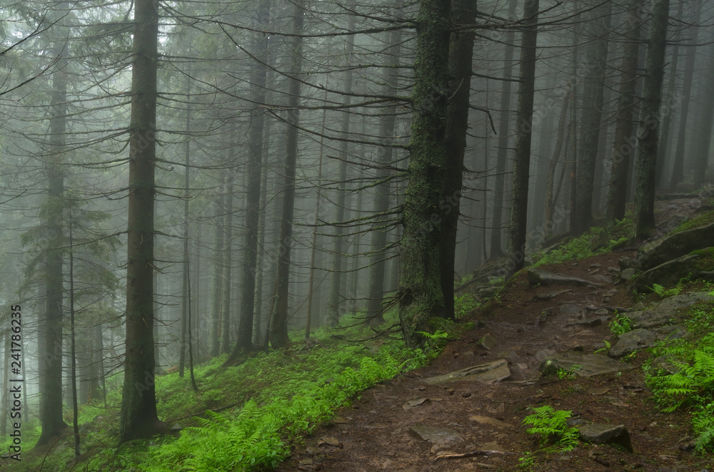 Obraz premium Mountain forest with stones. Mountain road in the forest. Carpathian forest in the mountains. Journey through the Carpathian forests. Beautiful mountain landscape. 