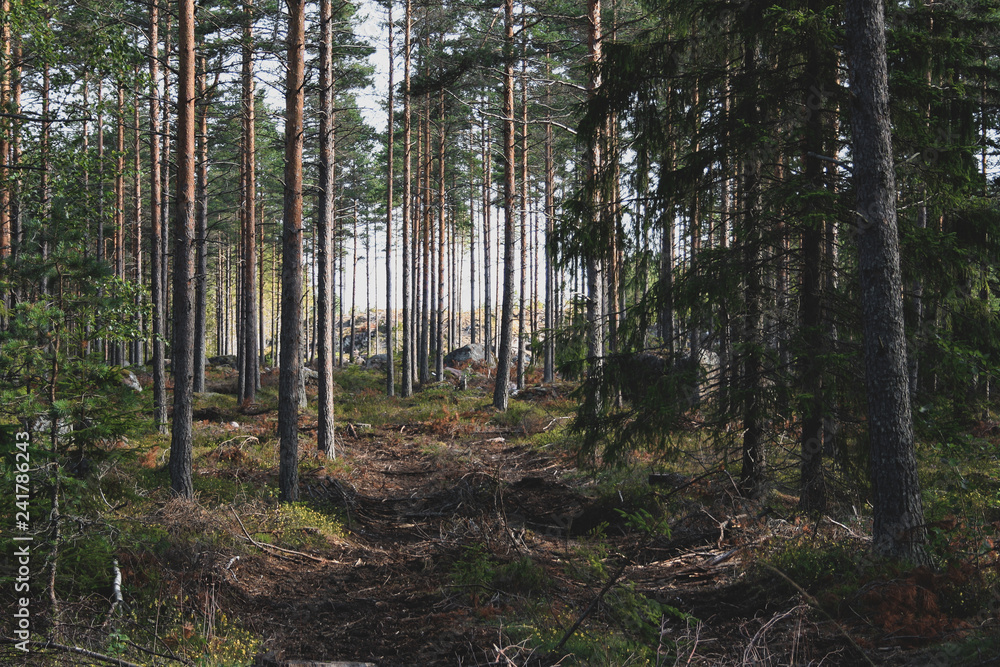 forest in autumn forest in autumn