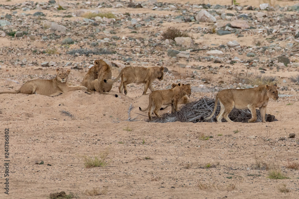 Fototapeta premium Löwe 16