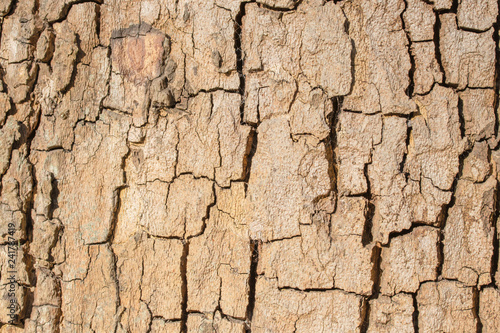 Natural bark background or texture.