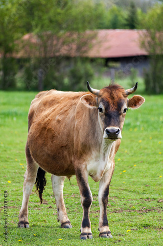 Healthy young Brown Swiss bull in a pasture