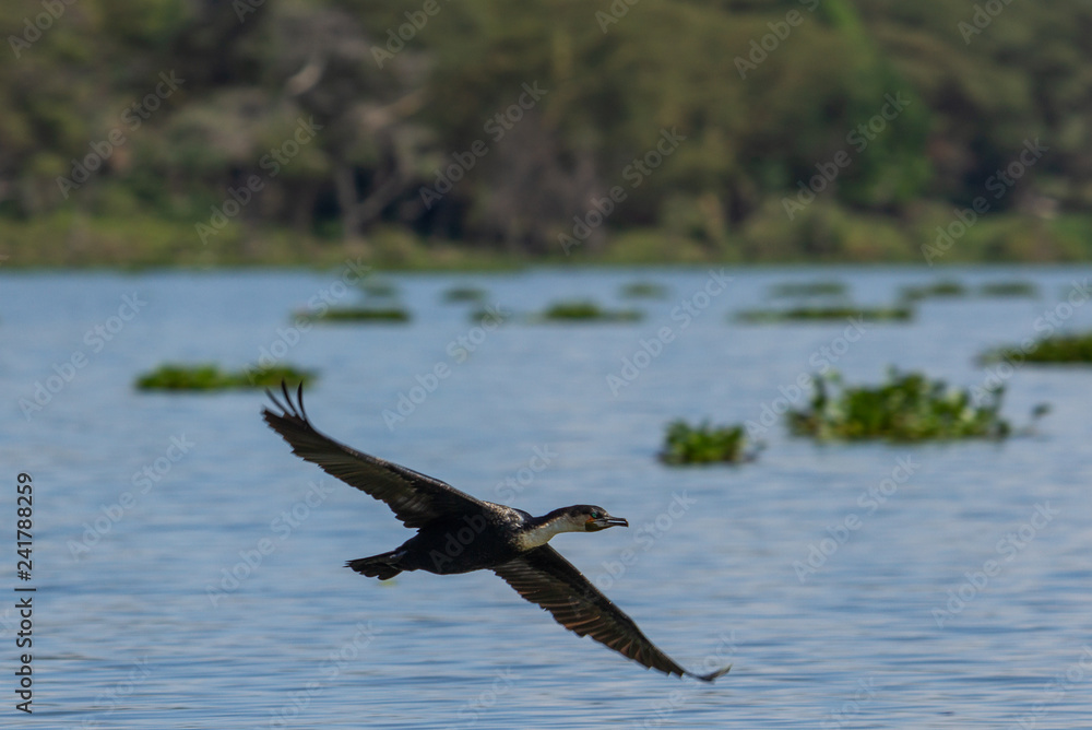 Great Cormorant in Flight Great Cormorant in Flight