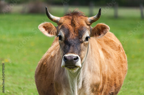 Healthy young Brown Swiss bull in a pasture