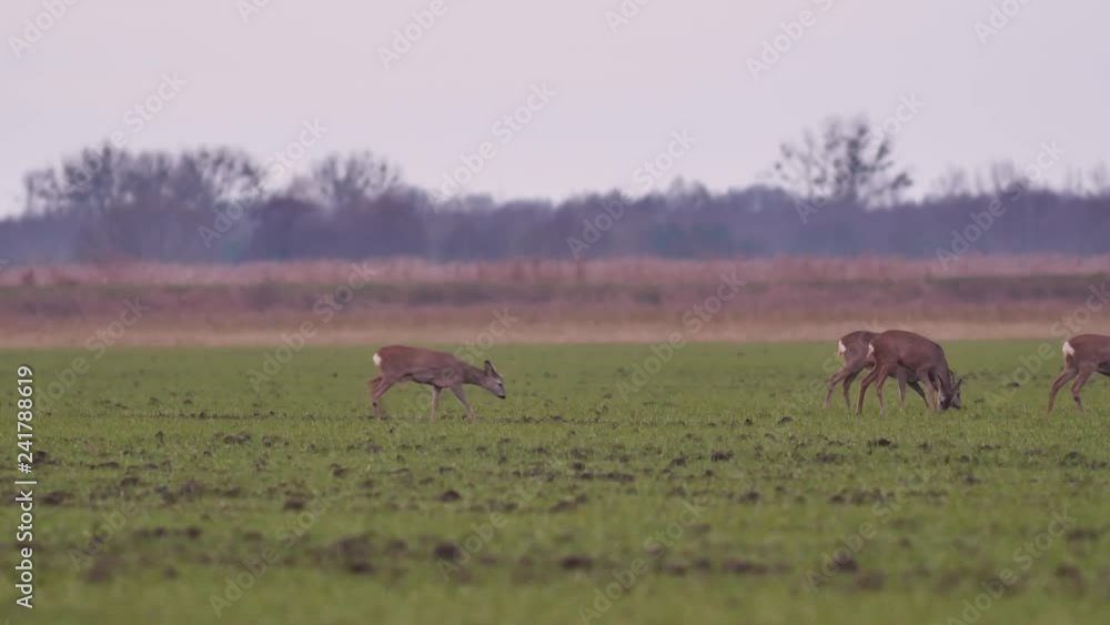 Beautiful roe deers in morning light. Beautiful roe deers in morning light.