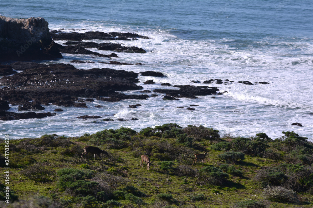Deer Grazing by Sea Deer Grazing by Sea