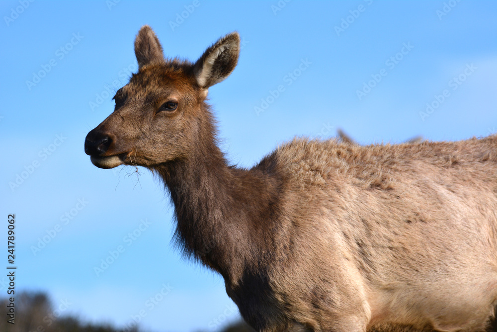 Fototapeta premium Elk Portrait