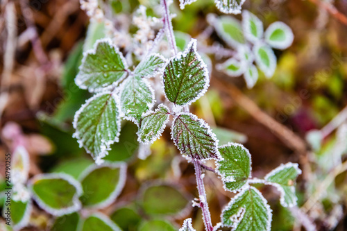 Brombeere imt Frost überzogen photo