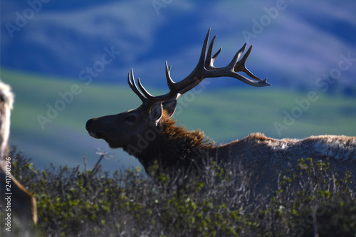 Alpha Elk