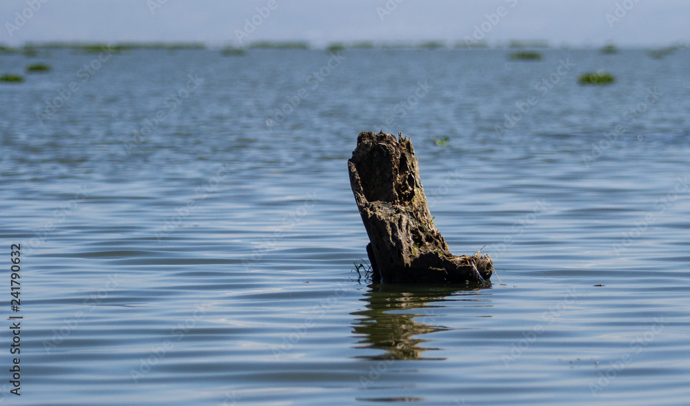 Fototapeta premium Wall Paper - Dried tree in water