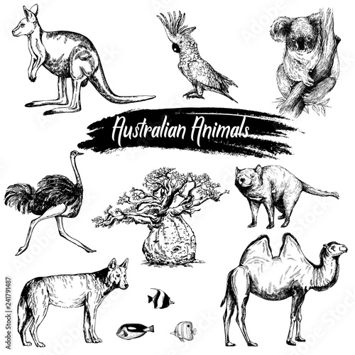 Photography Set of hand drawn sketch style Australian animals isolated on white background