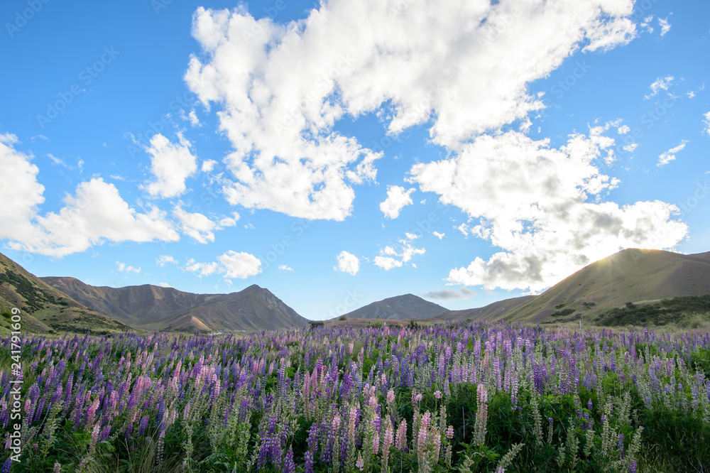 ニュージーランドのルビナス Stock Photo Adobe Stock