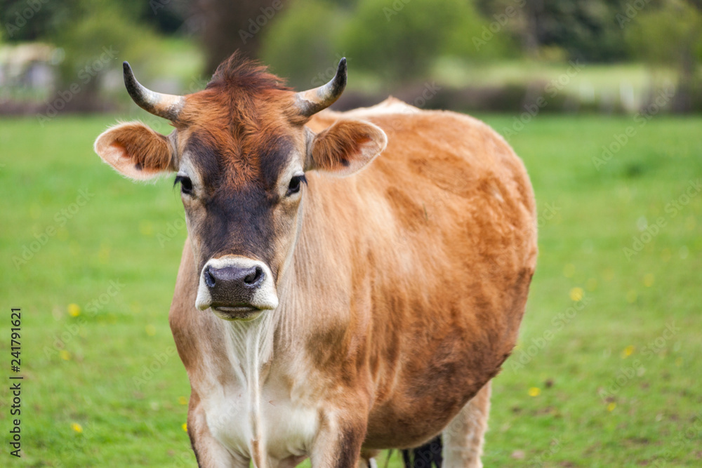Healthy young Brown Swiss bull in a pasture Healthy young Brown Swiss bull in a pasture