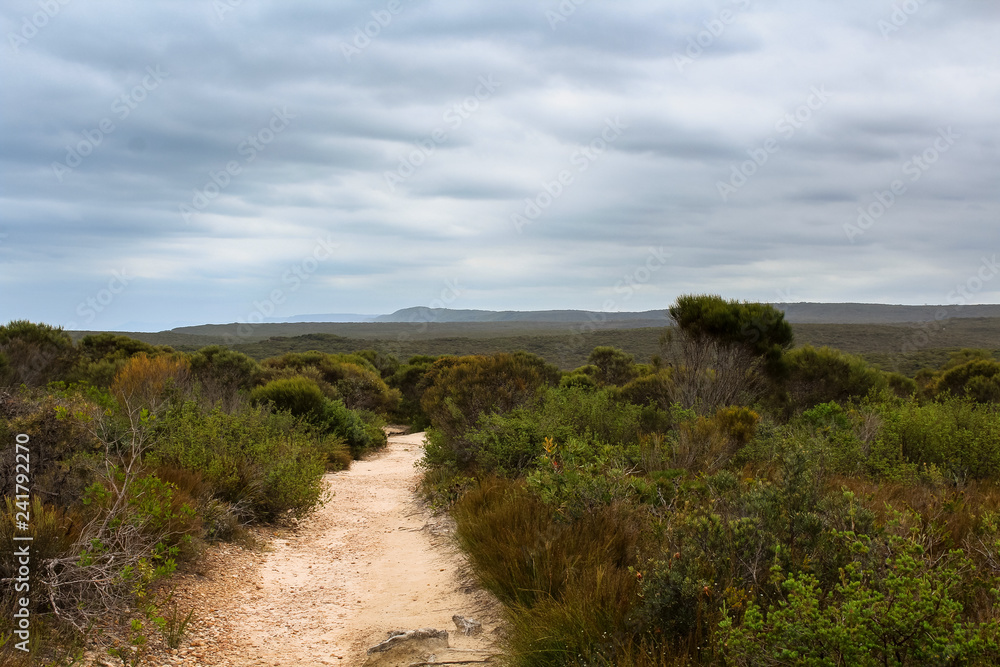 Dusty lonely path through dry vegetation with dramatic sky in Australian spring (Royal National Park, Australia)