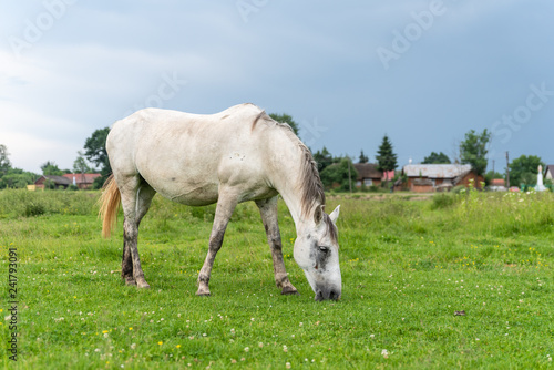 Fototapeta Naklejka Na Ścianę i Meble -  White mare on pastures, cloudy weather, countryside. Life in the village, Ukraine