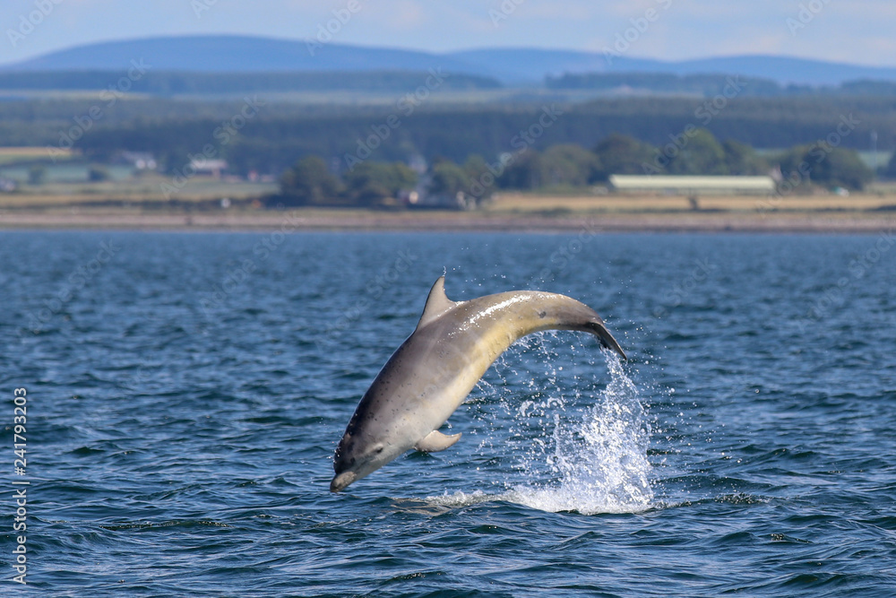 Fototapeta premium dolphins jumping out of water