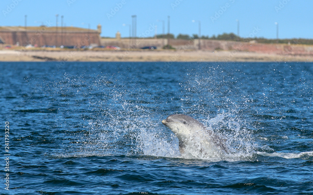 Fototapeta premium dolphins in the sea