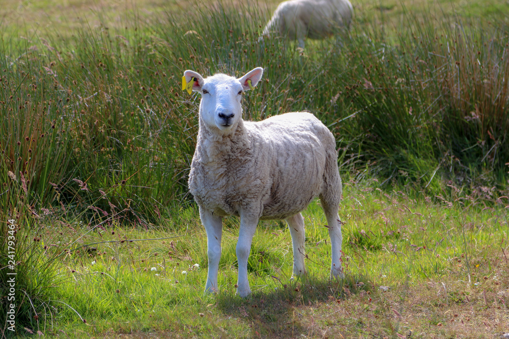 Obraz premium sheep in a field