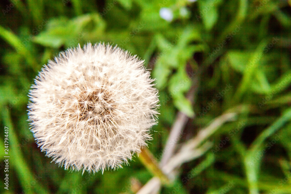 Dandelion seeds blowing in wind in summer field background Dandelion seeds blowing in wind in summer field background