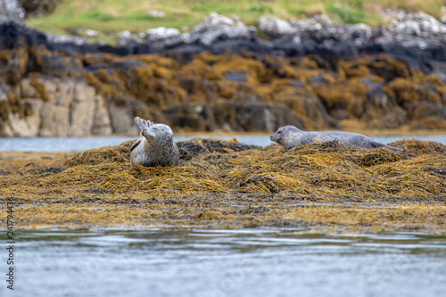 seal in the wild