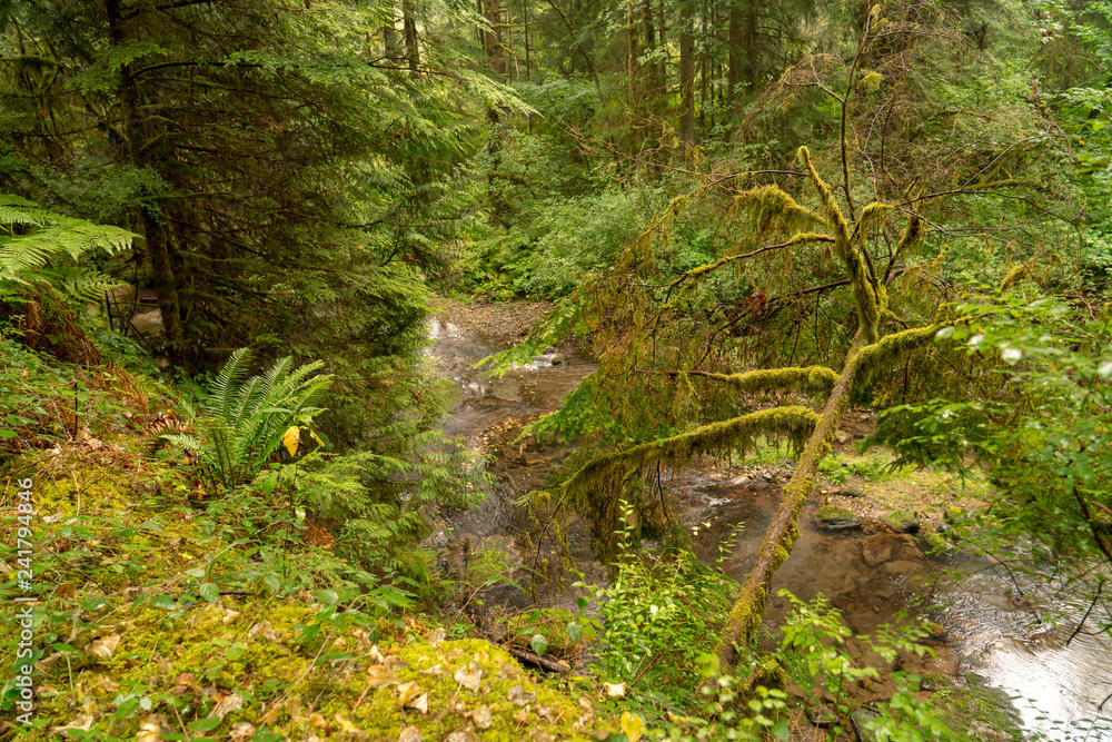 Obraz premium Beautiful Lush Green Organic Rainforest in Canada