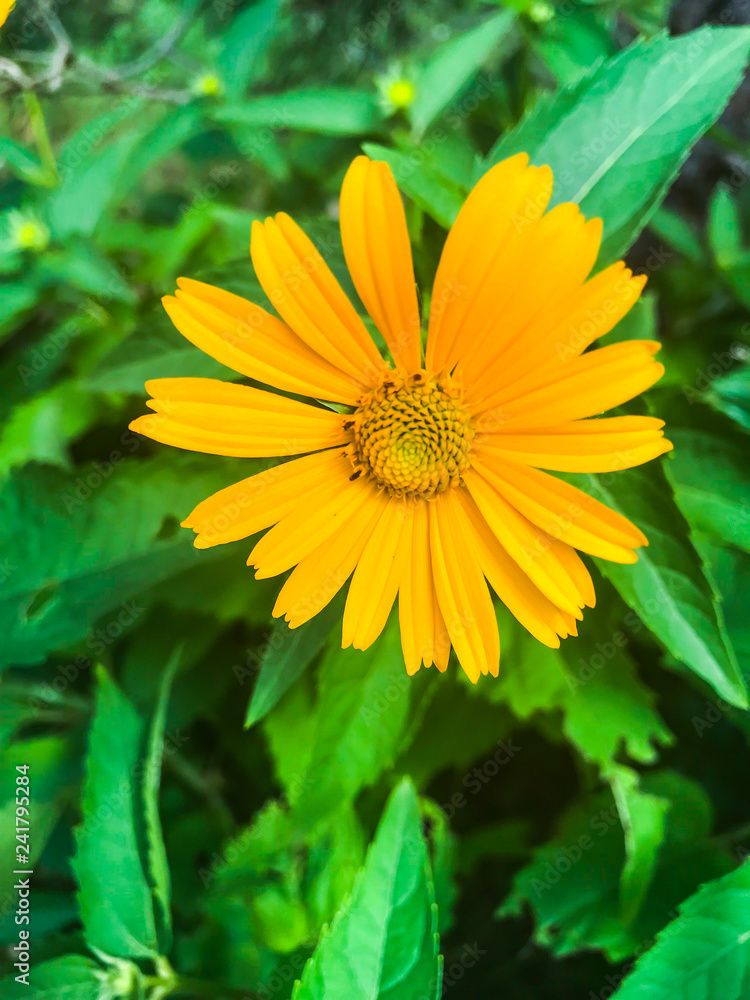 Yellow field daisy on background of green leaves Yellow field daisy on background of green leaves