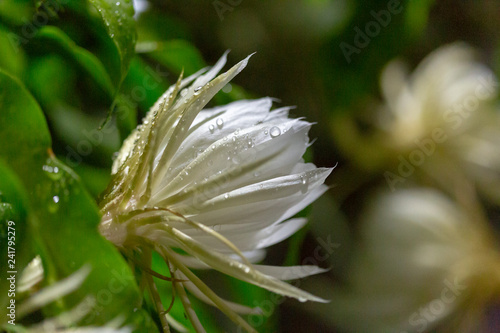 flor de organza