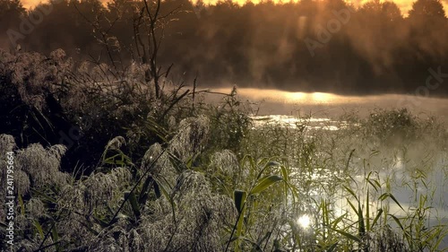 Misty morning over the lake. Dew on plants. sunny mood photo