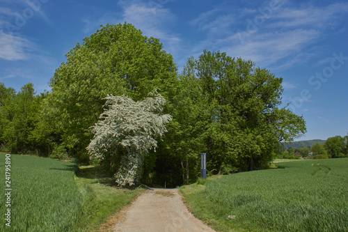 Kaiseraugst / Augst römische Ruinen photo