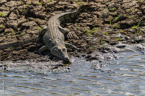 Wild lebende Krokodile