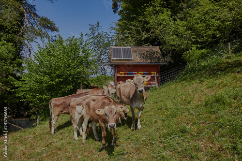 Bienenhaus (Schweizer System) in Münchenstein mit Kühen photo