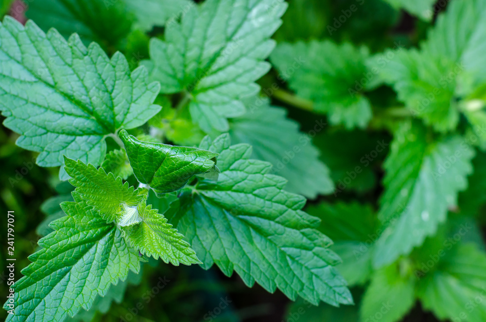 Green fresh leaves of growing mint Green fresh leaves of growing mint