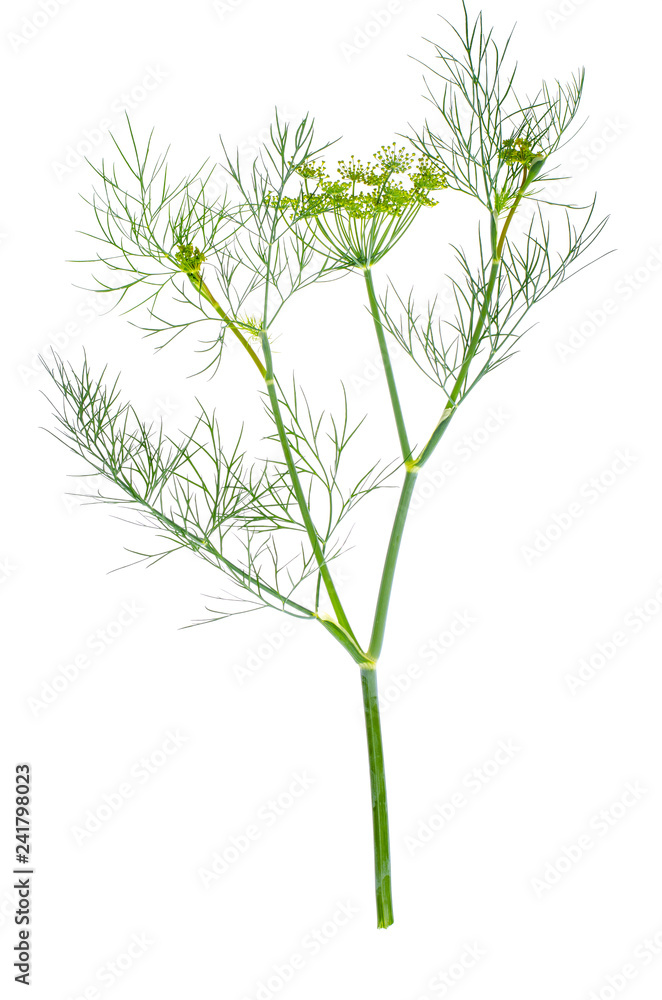 Fototapeta premium Branch of blossoming dill isolated on white