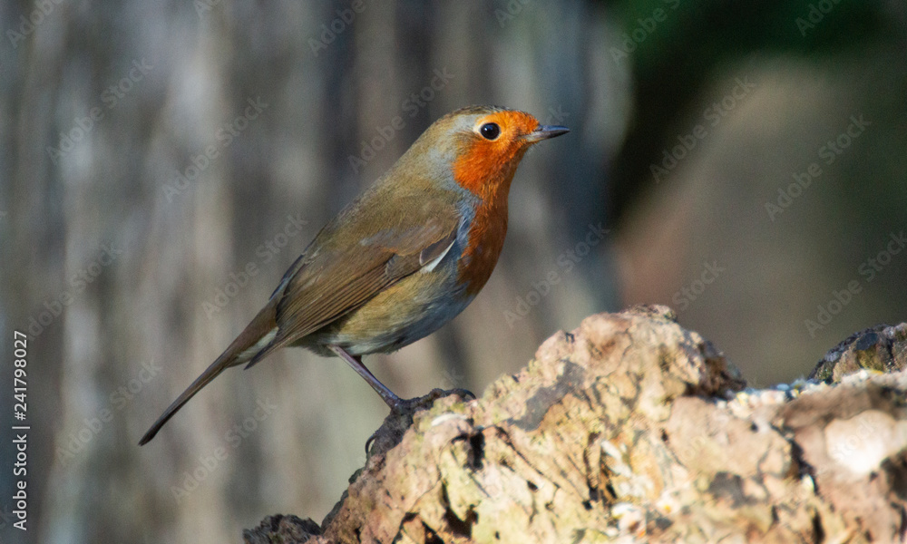Close up of Robin, erithacus rubecula,  showing redbreast, brown wings and tail feathers, single close up